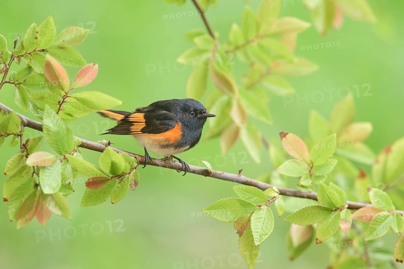American Redstart (Setophaga ruticilla) male, Texas, USA