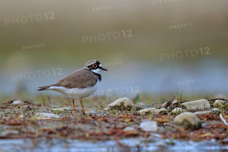 Little Ringed Plover (Charadrius dubius) male, North Rhine-Westphalia, Germany