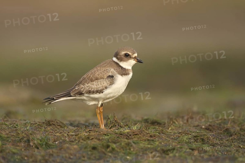 Semipalmated Plover (Charadrius semipalmatus), Ohio, USA