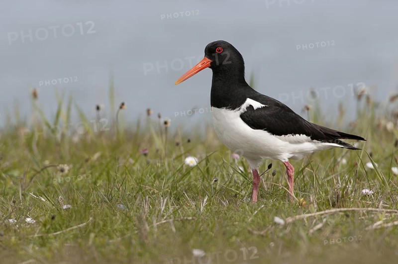 Eurasian Oystercatcher (Haematopus ostralegus), Texel, Netherlands