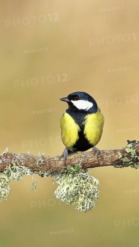 Great tit (Parus major) sitting on a branch overgrown with reindeer lichen (Cladonia rangiferina), Wilnsdorf, North Rhine-Westphalia, Germany