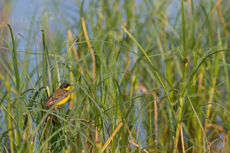 Masked wagtail, (Motacilla flava feldegg), (Motacilla feldegg), Yellow wagtail, Yellow wagtail, songbird, biotope, habitat, foraging, Lesbos, Lesbos Island, Greece
