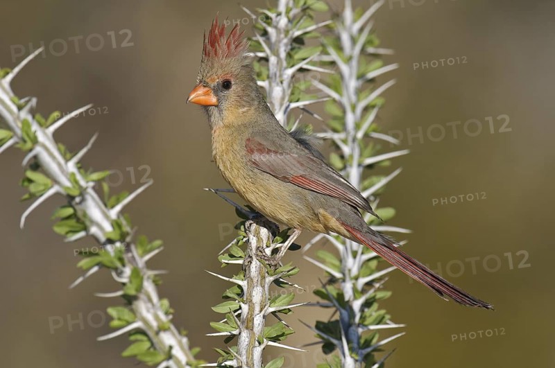 Northern Cardinal (Cardinalis cardinalis), Arizona, USA