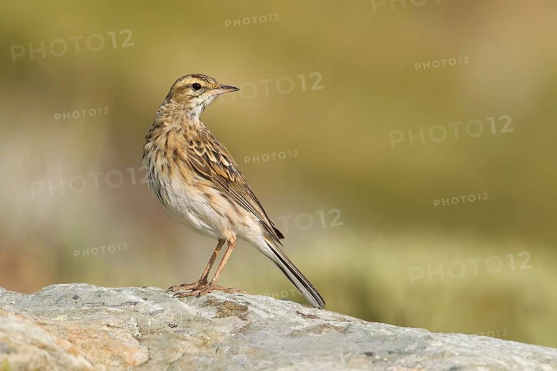 Australian Pipit (Anthus australis), Victoria, Australia