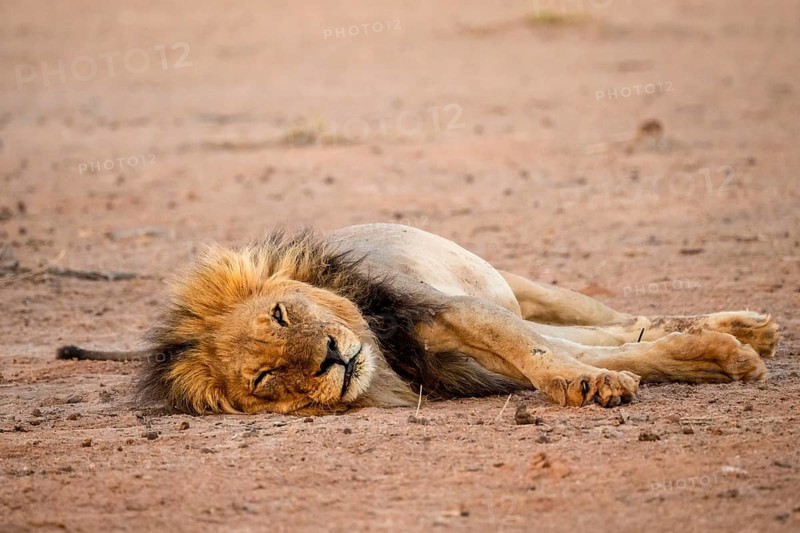 Maned lion (Panthera leo) sleeping, Kgalagadi Transfrontier National Park, Northern Cape, South Africa