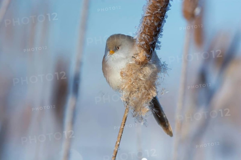 Bearded Reedling (Panurus biarmicus) female feeding on cattail seed, Thuringia, Germany