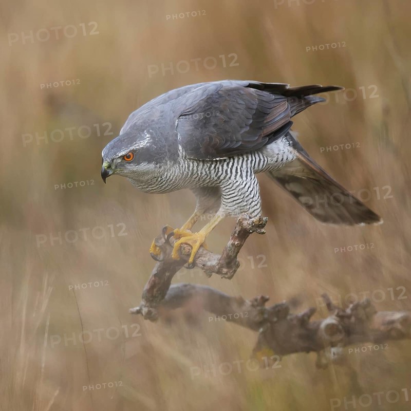 A majestic female Northern Goshawk perches on a branch, showcasing its impressive plumage and sharp gaze. The blurred background highlights the bird's striking presence