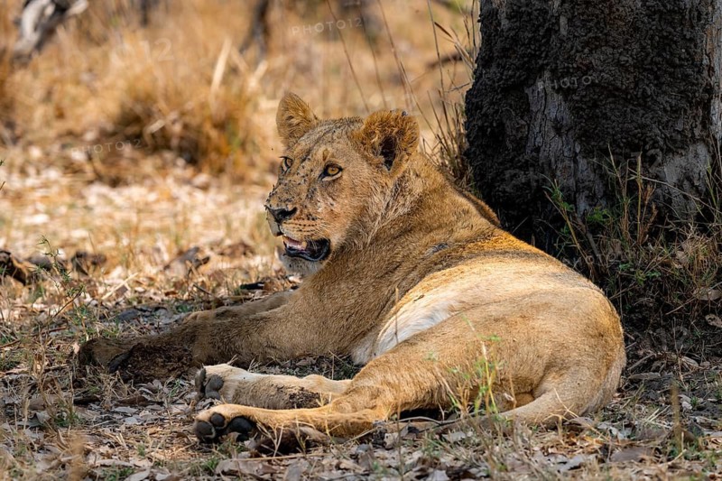 Lioness (Panthera leo), lying in the shade, Moremi Game Reserve, Botswana