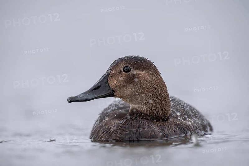 Common Pochard (Aythya ferina) female, Schleswig-Holstein, Germany