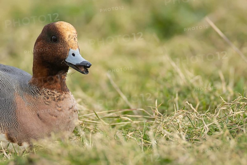 Eurasian wigeon duck (Anas penelope) adult male bird feeding on grassland in winter, RSPB Frampton marsh nature reserve, Lincolnshire, England, United Kingdom
