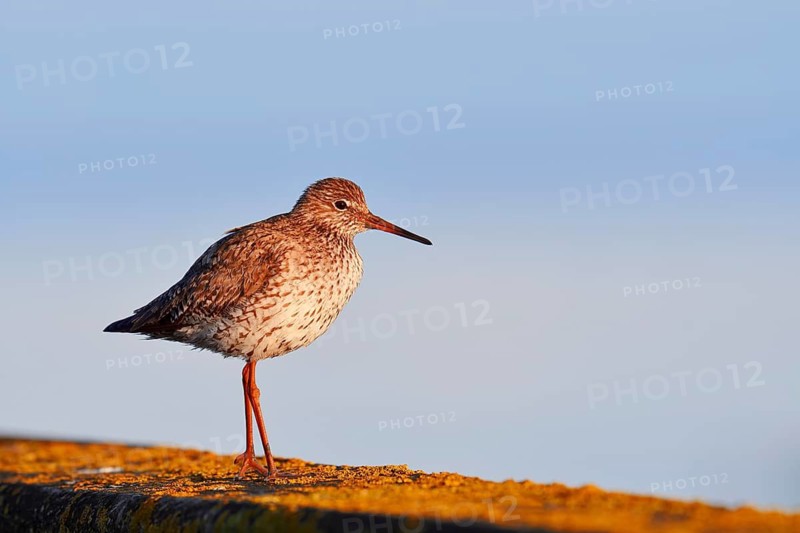 Redshank (Tringa totanus), Schleswig-Holstein, Germany