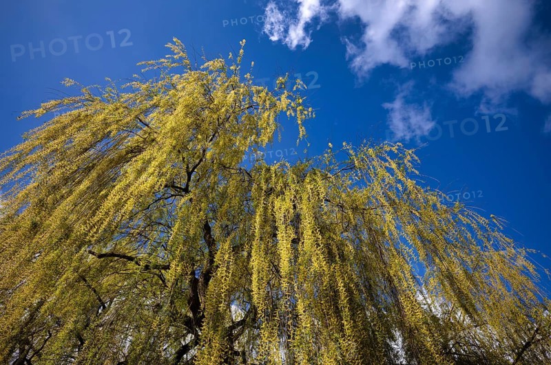 Weeping willow, sky, blue, Max-Eyth-See, Hofen, Stuttgart, Baden-Württemberg, Germany