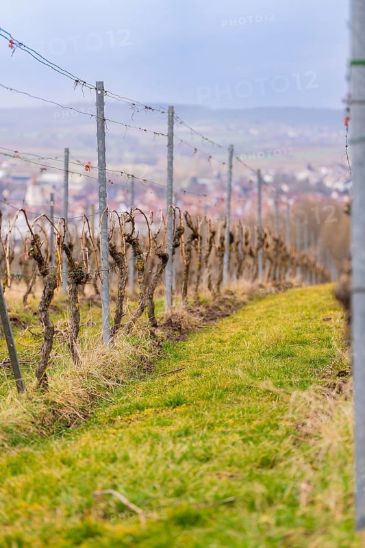 Vineyards with rows of planted vines against an unclear backdrop and cloudy sky, Großbottwar, Ludwigsburg district, Baden-Württemberg, Germany