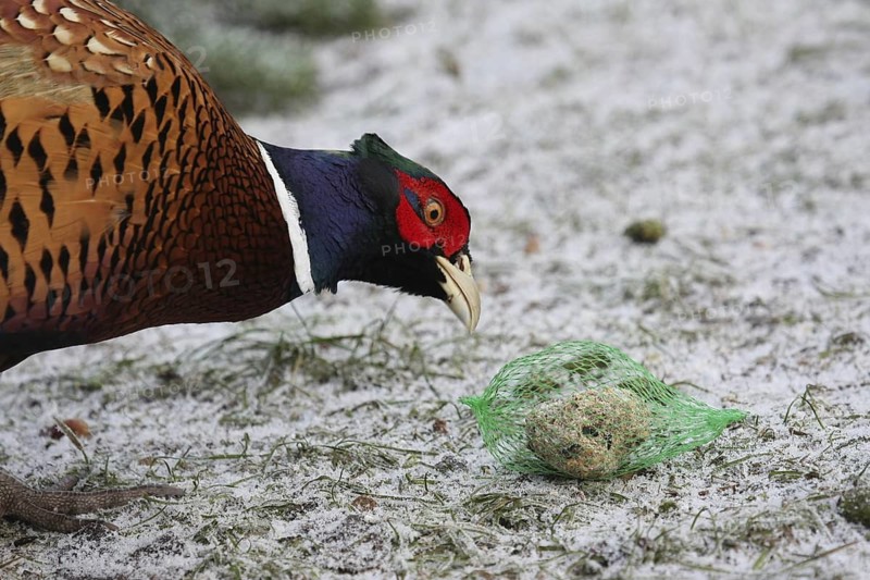 Common Pheasant (Phasianus colchicus) male, Lower Saxony, Germany