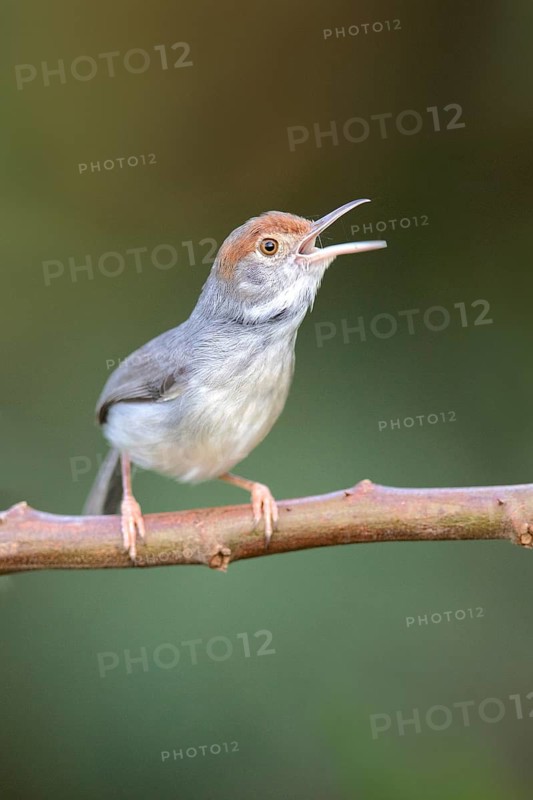 Cambodian Tailorbird (Orthotomus chaktomuk) singing, Phnom Penh, Cambodia