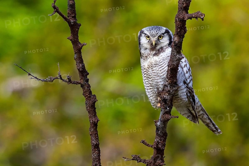 Barred owl, (Surnia ulula), animals, birds, owl family, owl, perch, biotope, habitat, Varanger Bird Park, Finnmark, Norway