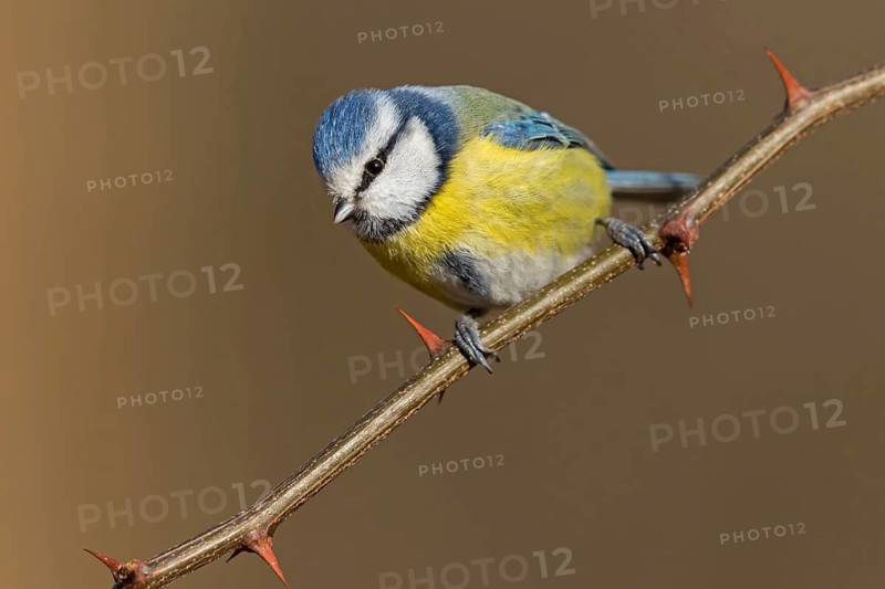 Blue tit, (Parus caeruleus), perch, tit dumpling, biotope, habitat, animals, birds, tits, songbirds, songbird, Berghäuser Altrhein, Speyer district, Rhineland-Palatinate, Federal Republic of Germany