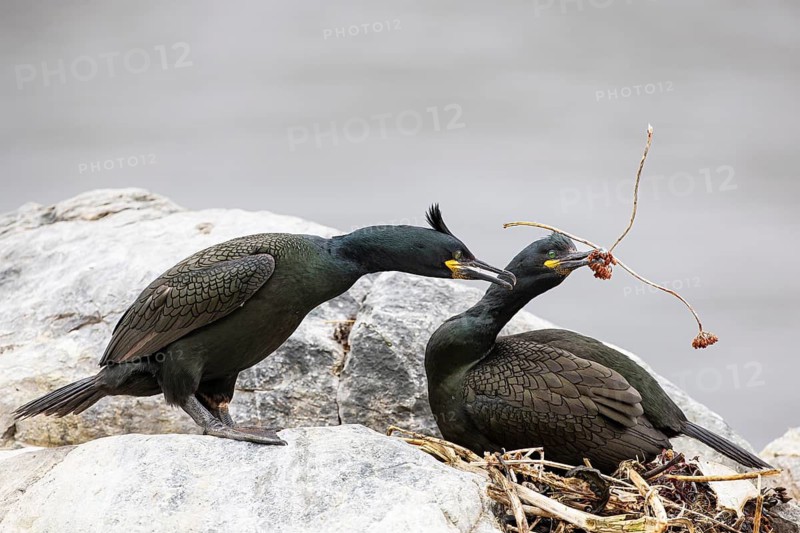 Cormorant (Gulosus aristotelis), breeding pair building a nest, Hornøya Island, Vardø, Varanger, Finnmark, Norway