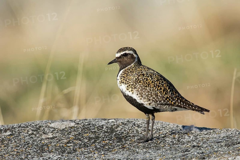 Goldregenpfeifer (Pluvialis apricaria) European Golden Plover