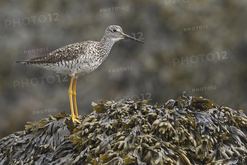 Greater Yellowlegs (Tringa melanoleuca), Newfoundland, Canada
