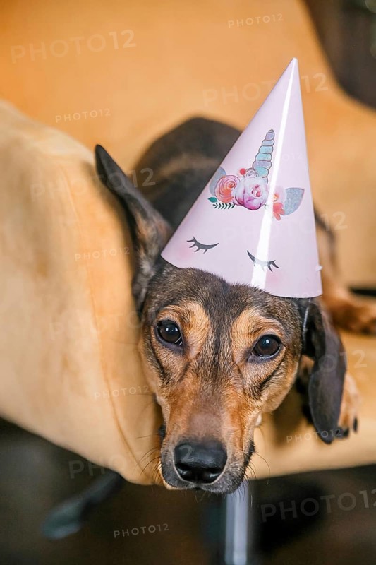 A cute Dachshund puppy sports a festive birthday hat while perched on a yellow chair, looking directly at the camera with expressive eyes
