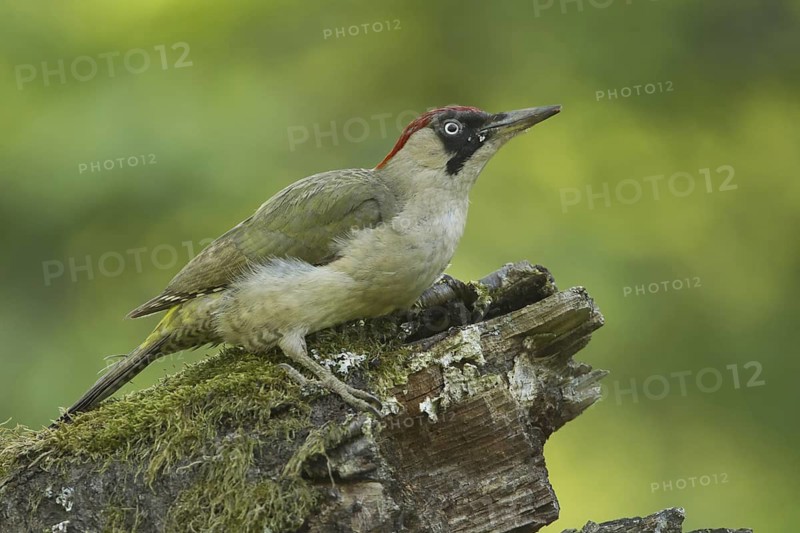 European Green Woodpecker (Picus viridis) female, Rhineland-Palatinate, Germany