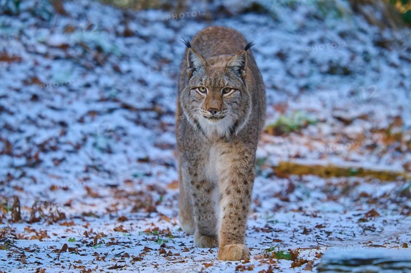 A lynx moving through a winter landscape, Winter, Lynx (Lynx lynx), Hesse, Germany