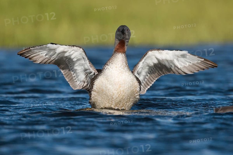 Red-throated Loon (Gavia stellata), Iceland
