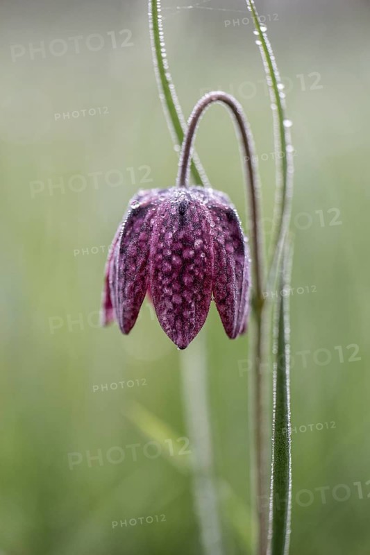 Snake's Head Fritillary (Fritillaria meleagris), Lower Saxony, Germany
