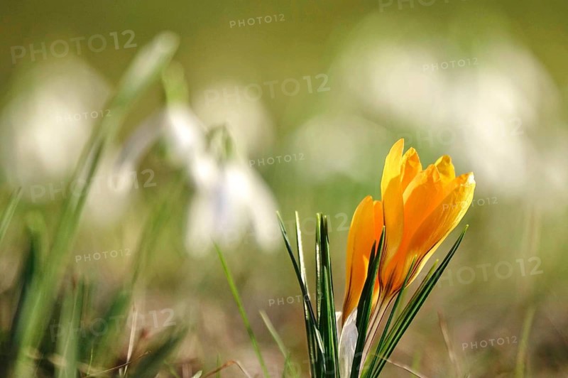 Beautiful crocus flower, early spring, Germany