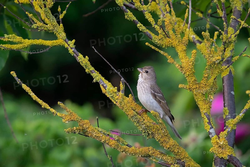 Common Rosefinch (Carpodacus erythrinus), Mecklenburg-Western Pomerania, Germany