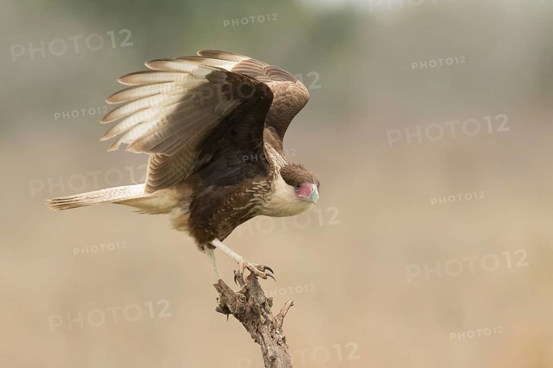 Northern Crested Caracara (Caracara cheriway) juvenile, Texas, USA