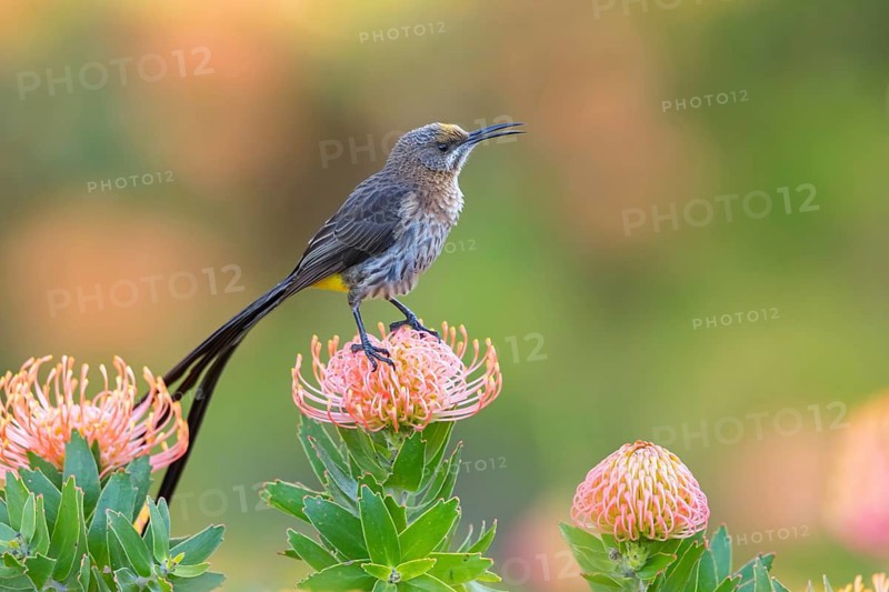 Cape sugarbird (Promerops cafer), Harold Porter National Botanical Gardens, Betty's Bay, Western Cape, South Africa