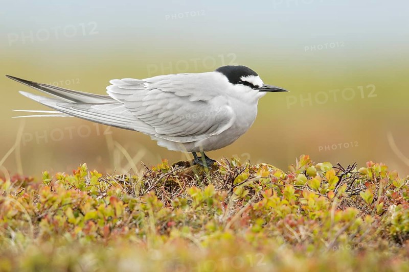 Aleutian Tern (Onychoprion aleuticus) perched on the tundra in Nome, Alaska