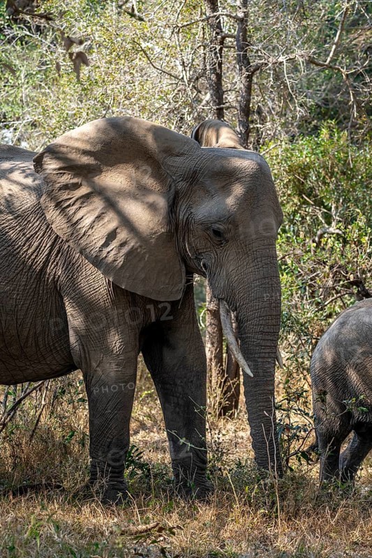 African elephant (Loxodonta africana), male in the forest, Kruger National Park, South Africa
