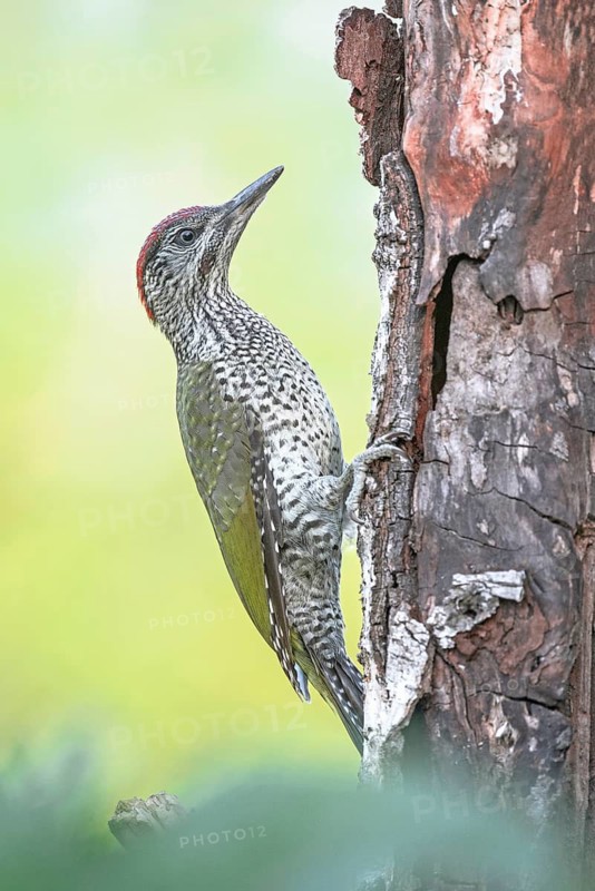 European Green Woodpecker (Picus viridis) juvenile climbing tree trunk, Aosta Valley, Italy
