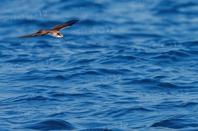 Animals, Birds, Tern, Bridled Tern, (Onychoprion anaethetus Syn: Sterna anaethetus), family of terns, migratory bird, foraging over the sea, flight photo Salalah, Off Mirbat, Dhofar, Oman