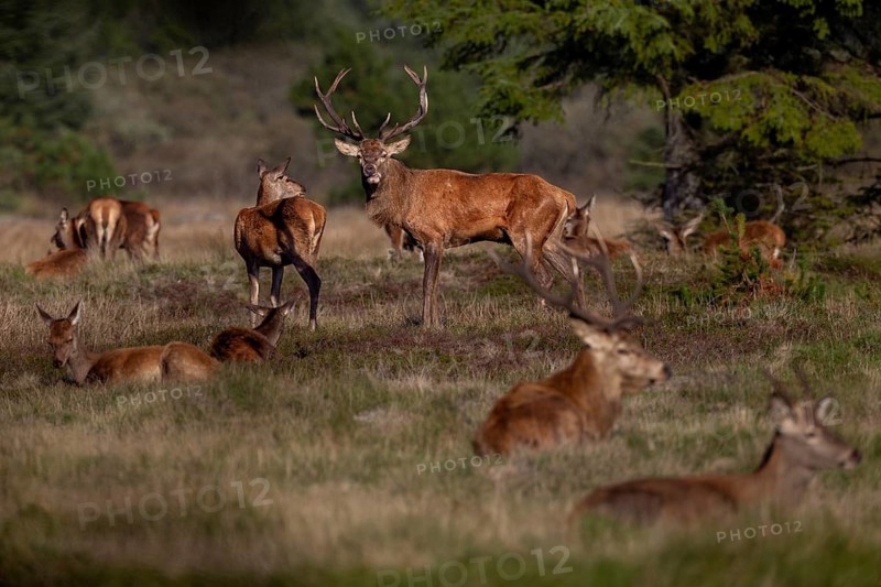Almost all animals of the red deer herd (Cervus elaphus) lie resting in the sun, only the stag does not come to rest, rutting season, October, Denmark