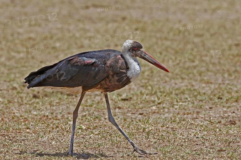 Woolly-necked Stork (Ciconia episcopus), Masai Mara, Kenya