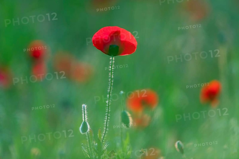 Poppy, (Papaver rhoeas), poppy, poppy rose, plant, flower, blooms, blooming, Lesbos, islandLesbos, Greece