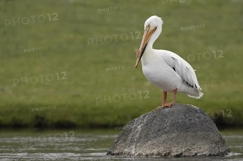 American White Pelican (Pelecanus erythrorhynchos), Arizona, USA