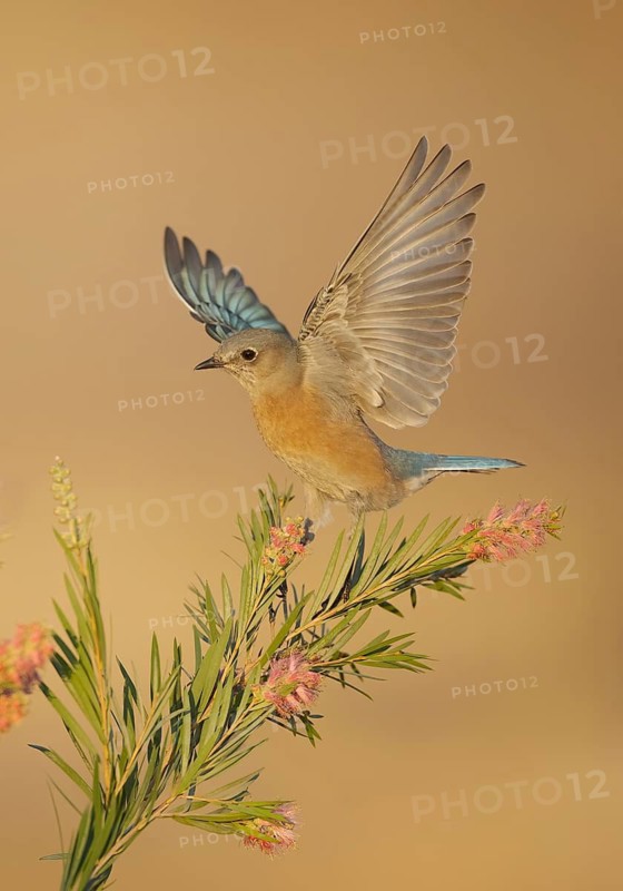 Western Bluebird (Sialia mexicana), California, USA