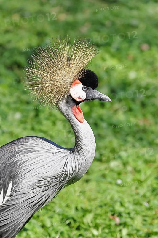 Crowned Crane (Balearica pavonina), portrait, captive, Herborn-Uckersdorf Zoo, Hesse, Germany
