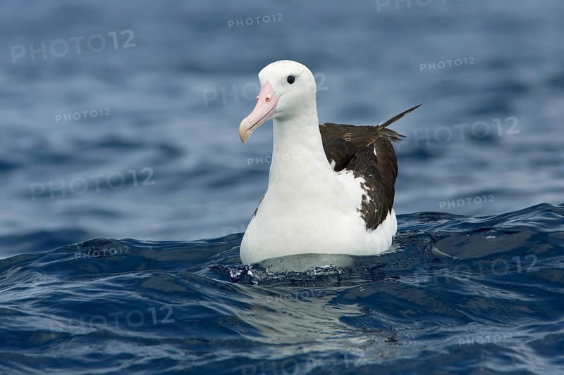 Northern Royal Albatross (Diomedea sanfordi), Victoria, Australia