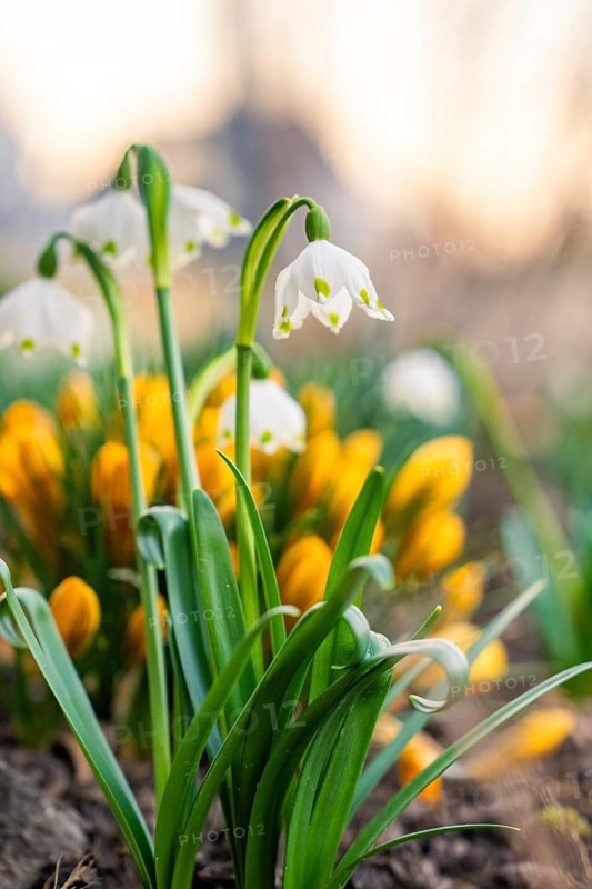 Snowdrops and crocuses bloom in vivid colors in spring, Gechingen, Calw district, Germany