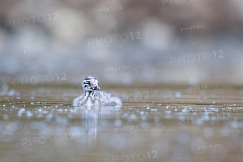 Great Crested Grebe (Podiceps cristatus) chicks, North Rhine-Westphalia, Germany