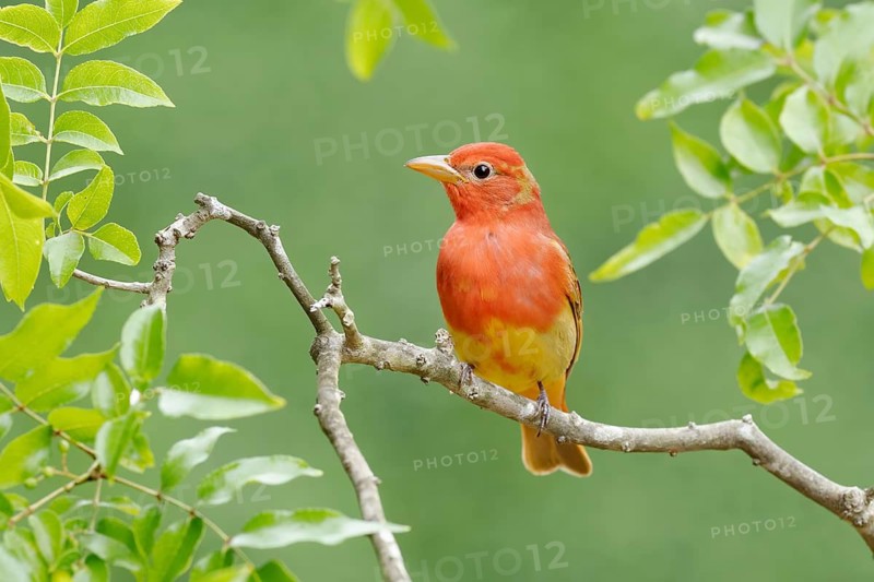 Summer Tanager (Piranga rubra) male perched on a branch, Texas, USA