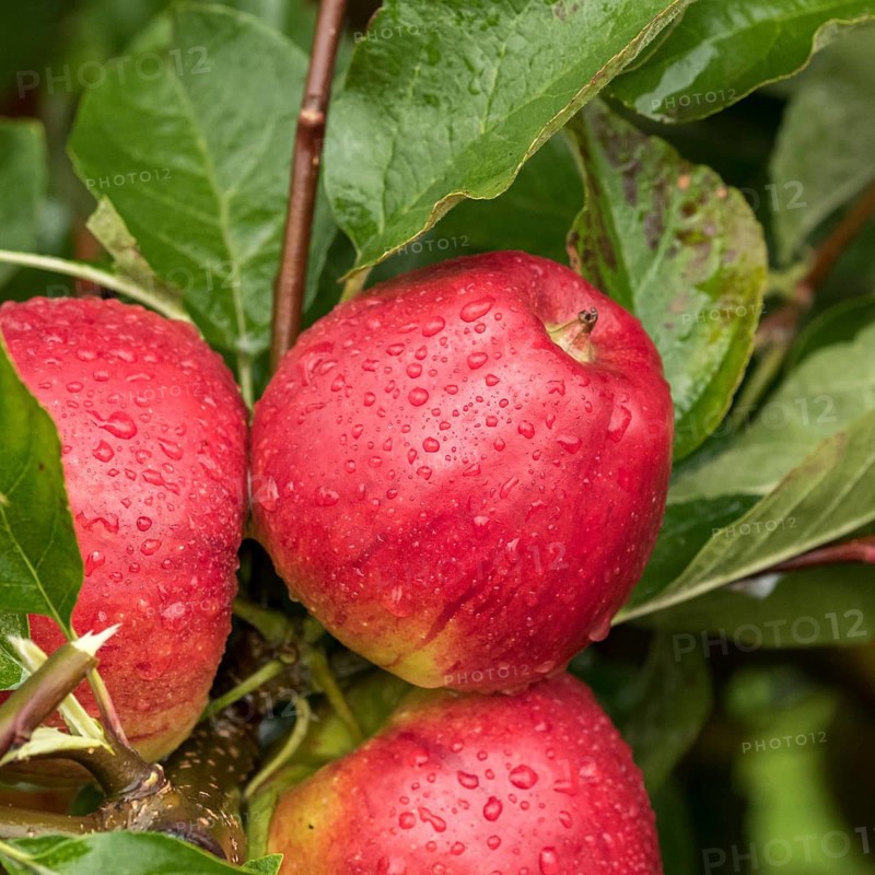 Apple (Malus domestica 'Pilot'),  Germany