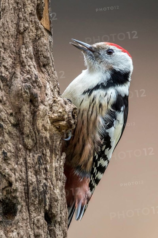 Middle Spotted Woodpecker (Dendrocoptes medius) climbing tree, Bialowieca National Park, Poland