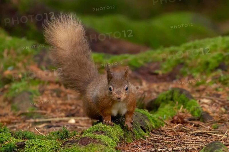 Red squirrel (Sciurus vulgaris) adult animal on moss covered tree stump in a woodland, England, United Kingdom